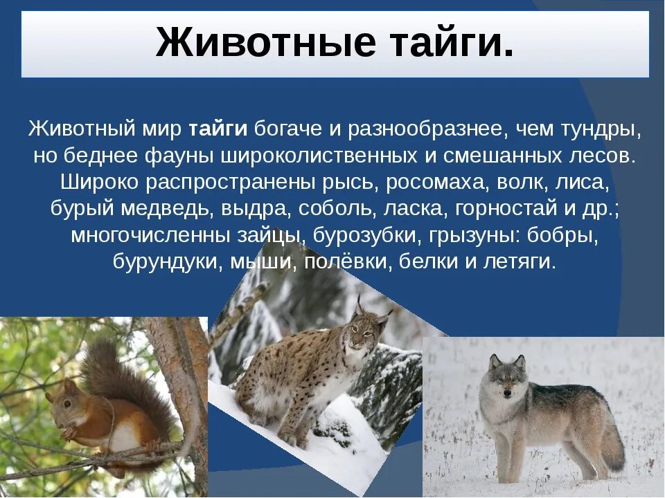 В какой природной зоне россии встречается лисица. Животные тайги. Животный мир тайги. Животный мир таежной зоны. Обитатели зоны тайги.