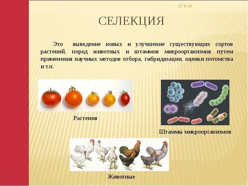 Примеры достижений селекции
