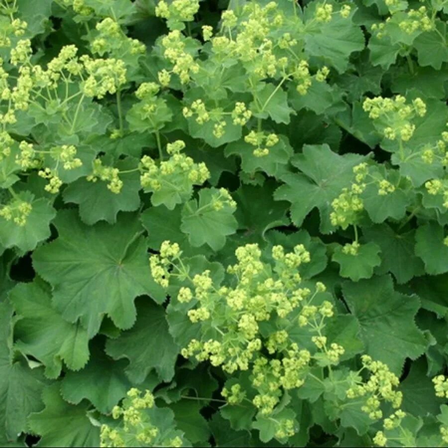 Манжетка робустика. Манжетка мягкая &#039;robustica&#039;. манжетка alchemilla mollis. манжетка мягкая alchemilla mollis `robustica`.