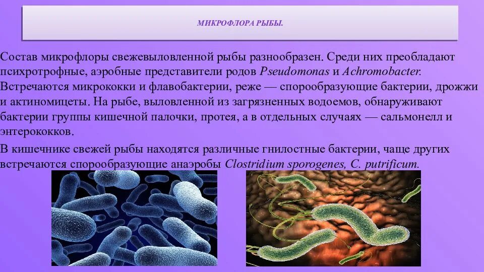 Микрофлора рыбы. Аэробные спорообразующие бактерии. Микрофлора рыбы и рыбных продуктов. К гнилостным бактериям относятся