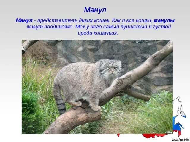 Манул проект 2 класс школьный доклад по английскому "Манул" Фрилансер Альфия Кочеткова alfiyakochet
