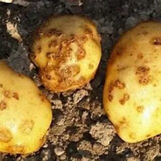 Шершавая кожура картофеля
