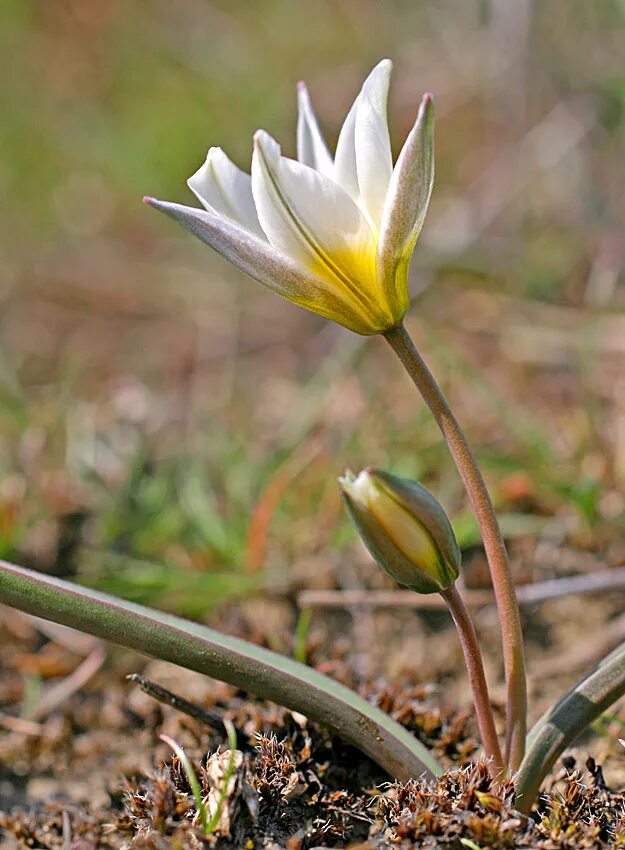 Тюльпан двуцветковый Tulipa biflora. Тюльпан Коктебельский. Тюльпан двуцветковый Крым.