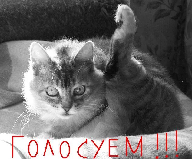 Что если за тебя проголосовали