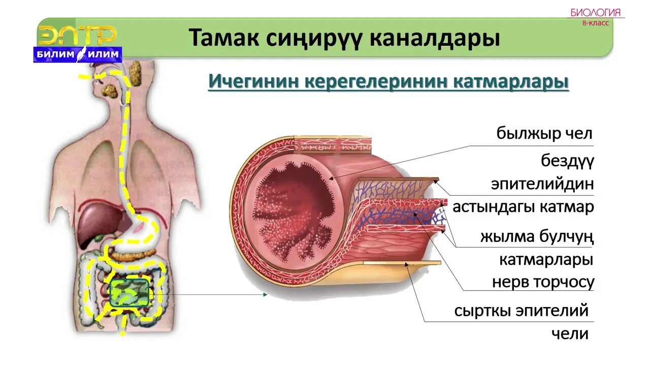 Аш дем. Тамак синируу. Тамак синируу системас. Презентация тамак синируу системасы.