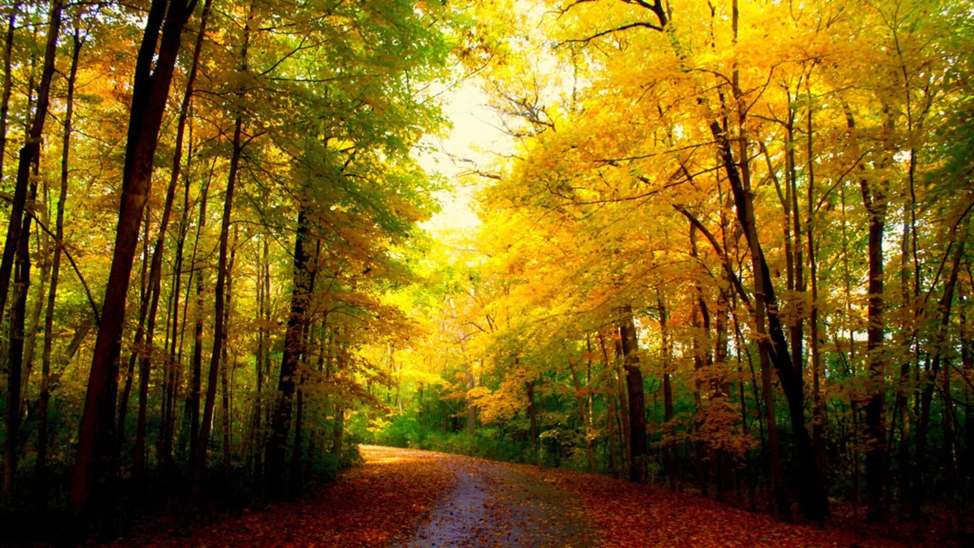 Fall forest