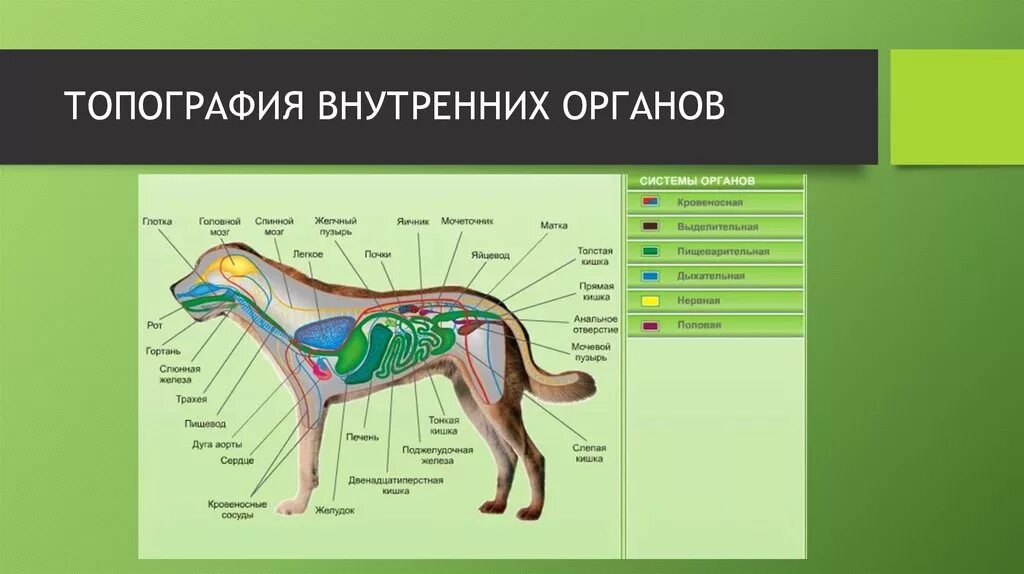 Внутреннее строение и жизнедеятельность млекопитающих. Анатомия и топография органов собаки. Внутренне строение органов собаки. Внутреннее строение собаки пищеварительная система. Анатомия собаки внутренние органы иаька.