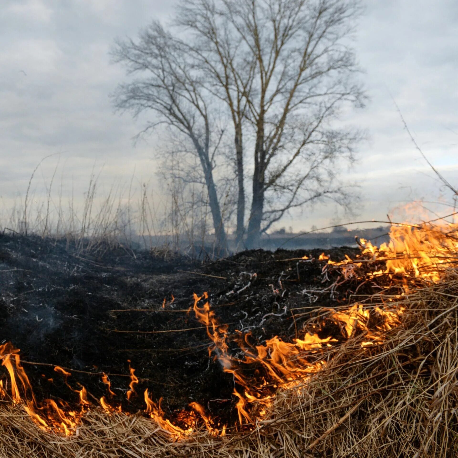 Лесные пожары. Лес после пожара. Деревья после пожара. Лес после пожара арт. Сухое горение