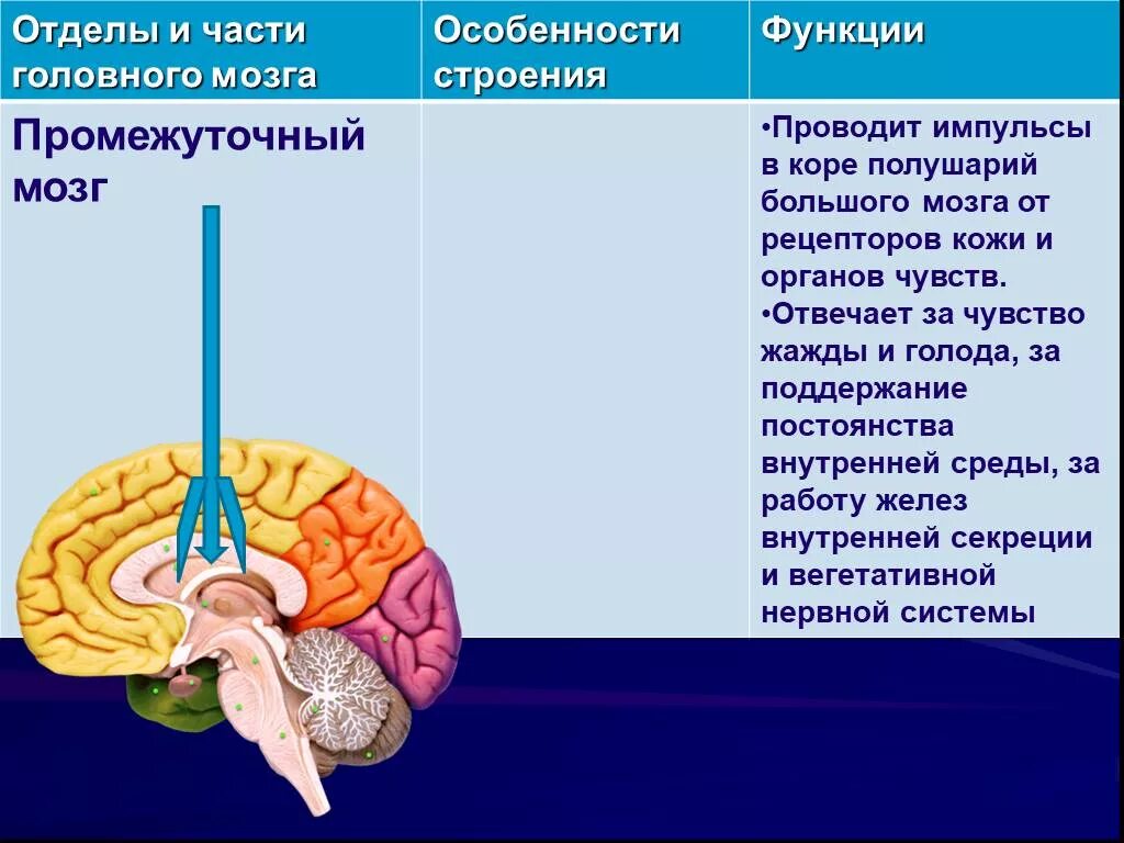 Структура мозга человека и функции. Промежуточный отдел головного мозга функции. Структуры отделов и функции промежуточного мозга. Промежуточный мозг строение и функции кратко. Промежуточный мозг, расположение, отделы, функции.