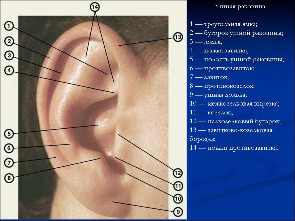 Ушная раковина какое ухо. Козелок ушной раковины анатомия. Завиток и противозавиток ушной раковины. Наружная ушная раковина анатомия противокозелок. Противозавитка ушной раковины.