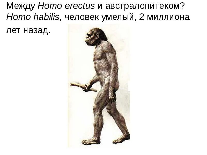 Австралопитек человек умелый. Объем мозга австралопитека. Человек умелый особенности строения. Чем человек умелый отличается от австралопитека какие. Чем человек умелый отличается от австралопитека какие.