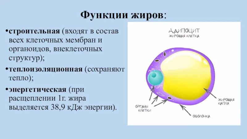 Химический состав клетки жиры. Жиры в составе клетки.