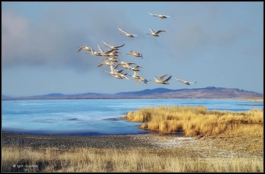Перелетные птицы улетают на Юг. Стая перелетных птиц. Птицы над озером. Пейзаж с журавлями. Журавли усталые