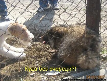 Куда без очереди