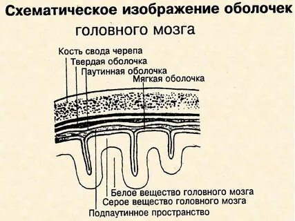 Схема оболочек мозга