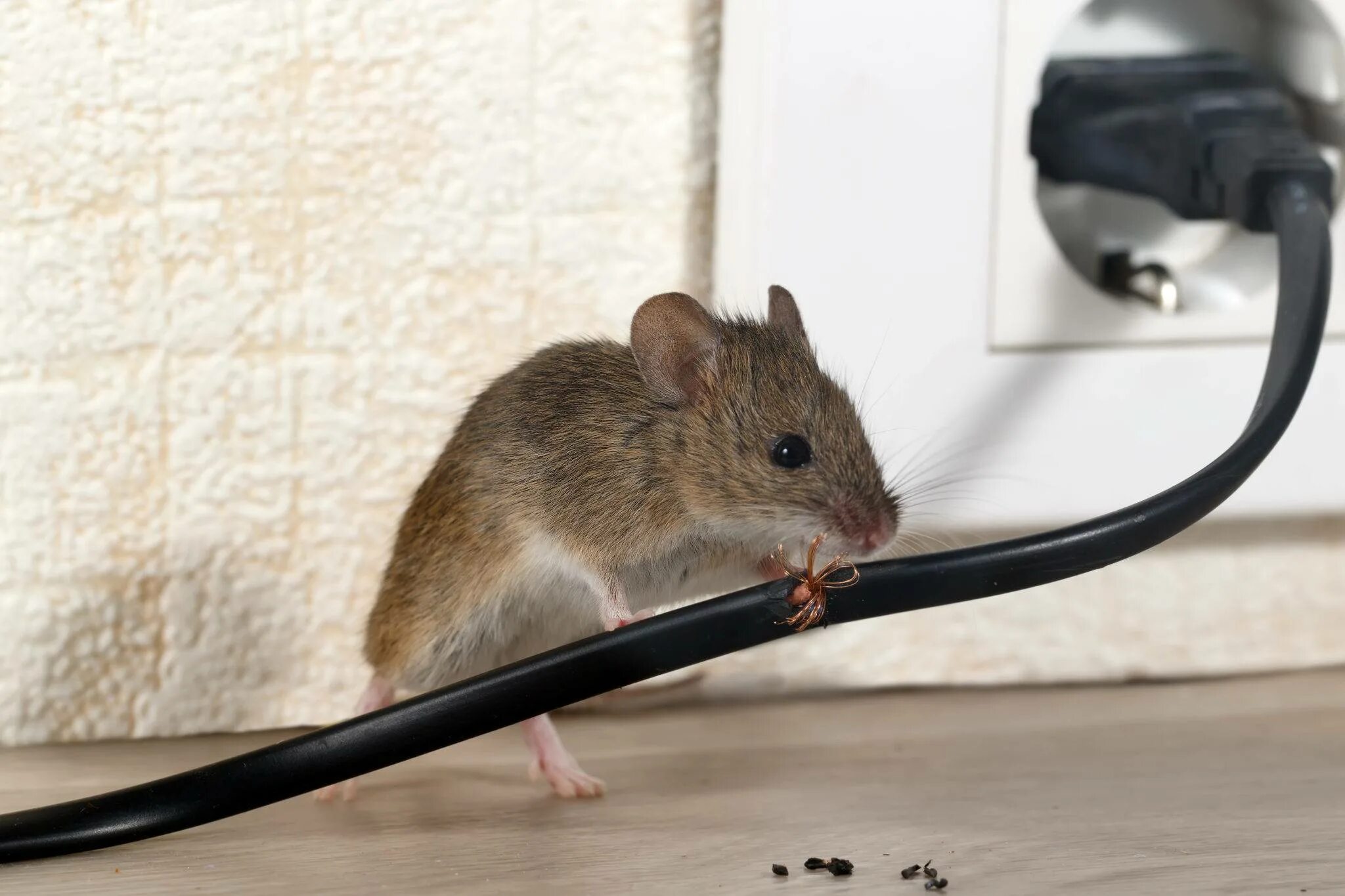 Домовая мышь млекопитающее длина. Мыши в доме. Мышка. Дом мышки. Мышь квартирная.