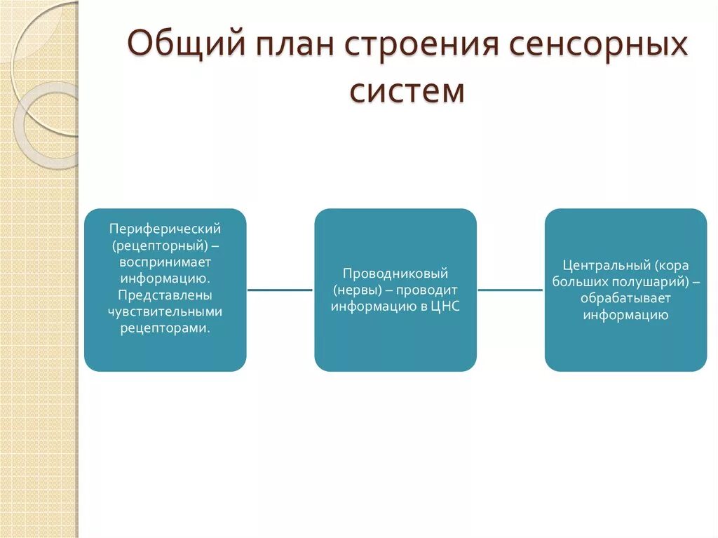 Общий план строения сенсорных систем. Общий план организации сенсорных систем. Схема строения сенсорной системы анализатора. Структура сенсорной системы схема.