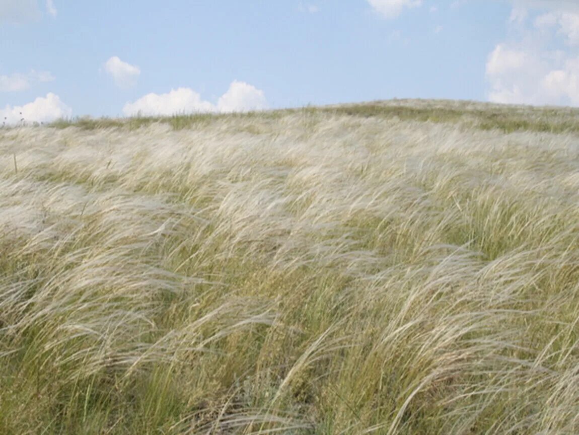 Ковыль Залесского. Ковыль Азовский. Ковыль Степной. Ковыль Залесского - Stipa Zalesskii Wilensky.