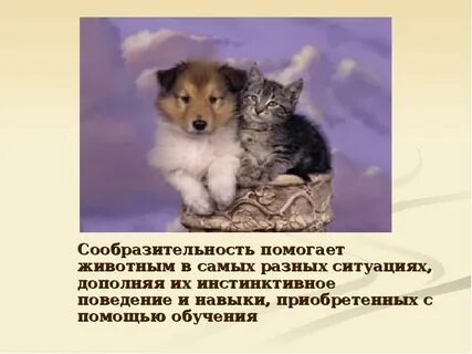 3 можно ли с животными