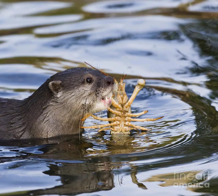 есть ли в приморье бобры. обыкновенный бобр. воронежский заповедник животные бобр. есть ли в приморье бобры. канадский бобр (castor canadensis).