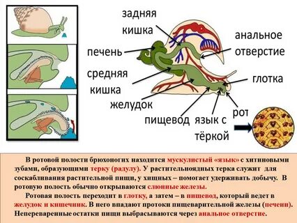 Моллюски способ пищеварения