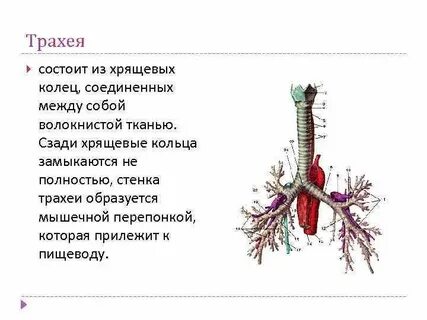 Во что переходит трахея