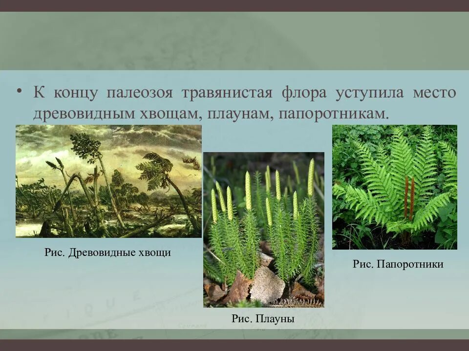 Крупные древовидные плауны хвощи папоротники отмирая образовали. Папоротники хвощи плауны 6 класс. Крупные древовидные плауны хвощи папоротники отмирая образовали. Крупные древовидные плауны хвощи папоротники отмирая образовали. Папоротникообразные каменноугольного периода.