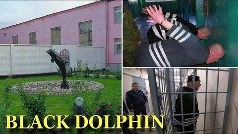 Большой черный дельфин