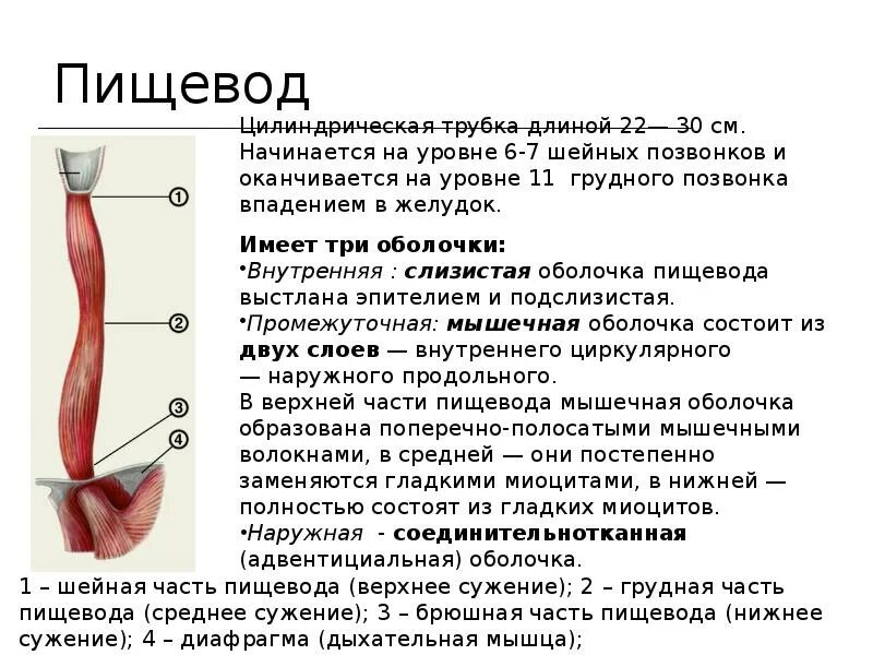 Сужение на латыни. Анатомические структуры пищевода. Послойное строение пищевода. Строение пищевода сужения. Нормальная анатомия пищевода.