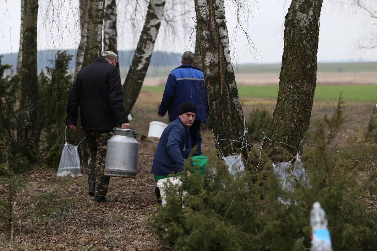 Березовый сок гродно. Березовый сок беларусь. Берёзовый сок. Приспособление для сбора березового сока. Есенин березовый сок.
