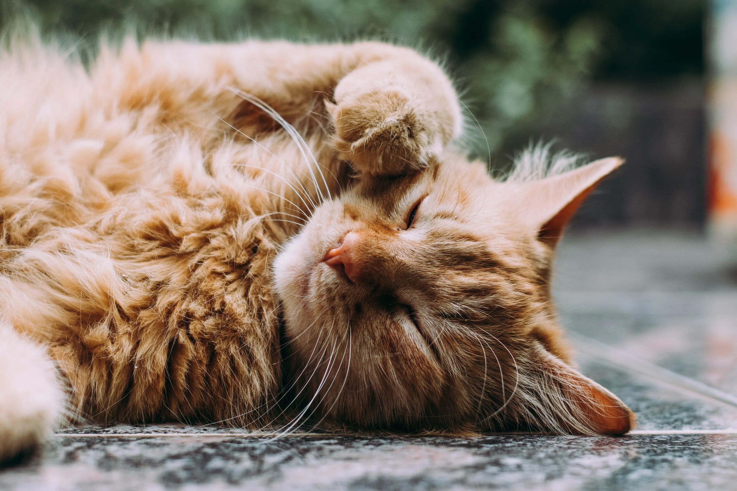 Caring cat