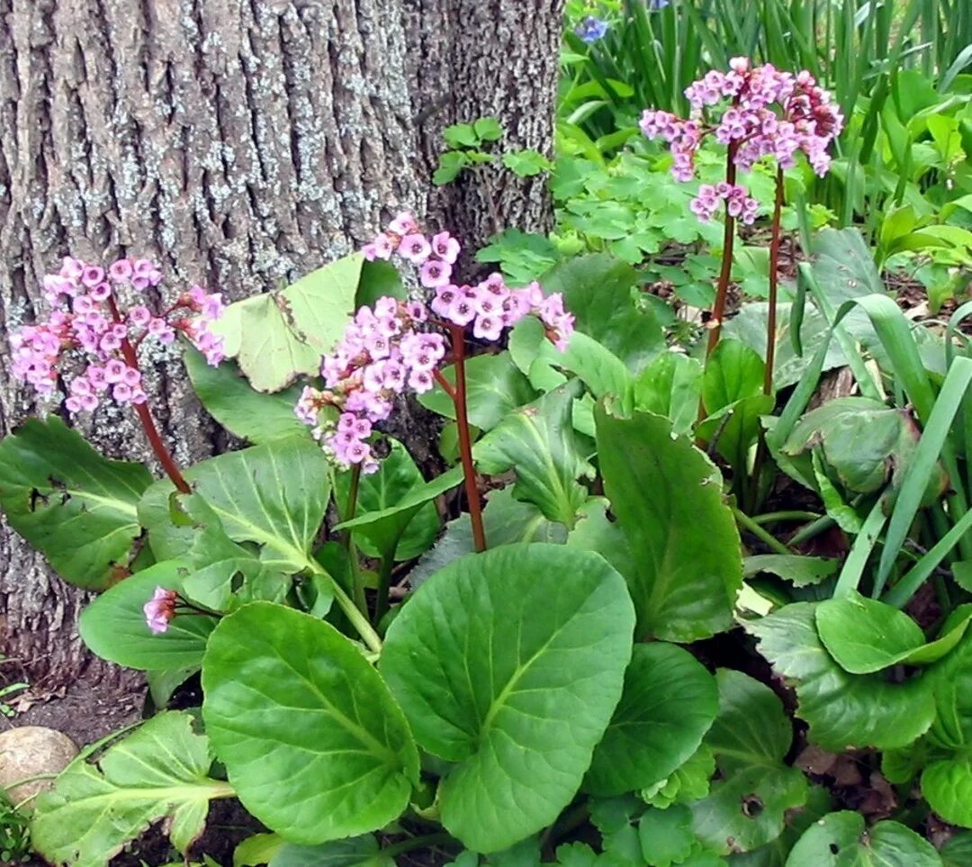 Бадан толстолистный. Бадан толстолистный Bergenia crassifolia. Бадан камнеломка. Бадан Bressingham White. Цветок бадан фото и описание