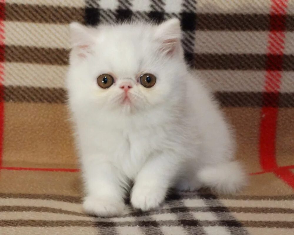 экзот кошка белая. экзотический белый. кот экзот белый. экзот кошка белая. экзот кошка белая.
