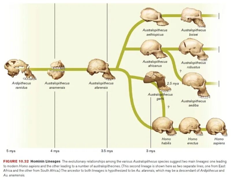 Эволюционное дерево гоминид. Родословная homo sapiens sapiens. Эволюция homo sapiens таблица. Объем мозга Эволюция. Гоминиды объем мозга