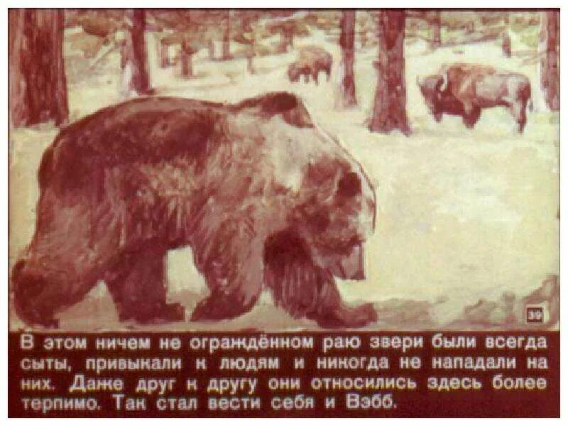 Жизнь серого медведя сетон томпсон. Сказка серый медведь. Рассказа жизнь серого медведя. Жизнь серого медведя сетон томпсон. Рассказа жизнь серого медведя.