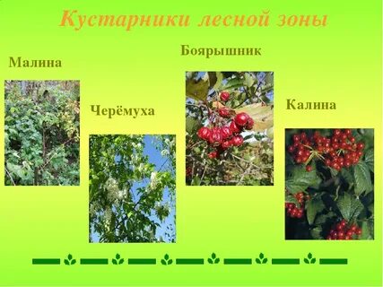 Боярышник ярус