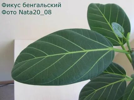 Фикус с прожилками
