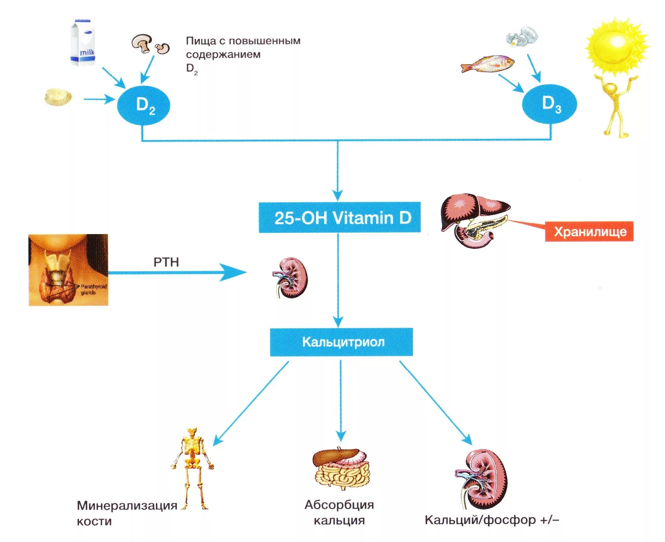 Польза д3 для организма. Схема метаболизма витамина д. Обмен витамина д и кальция в организме. Витамин д схема. Метаболизм витамина d в организме человека.