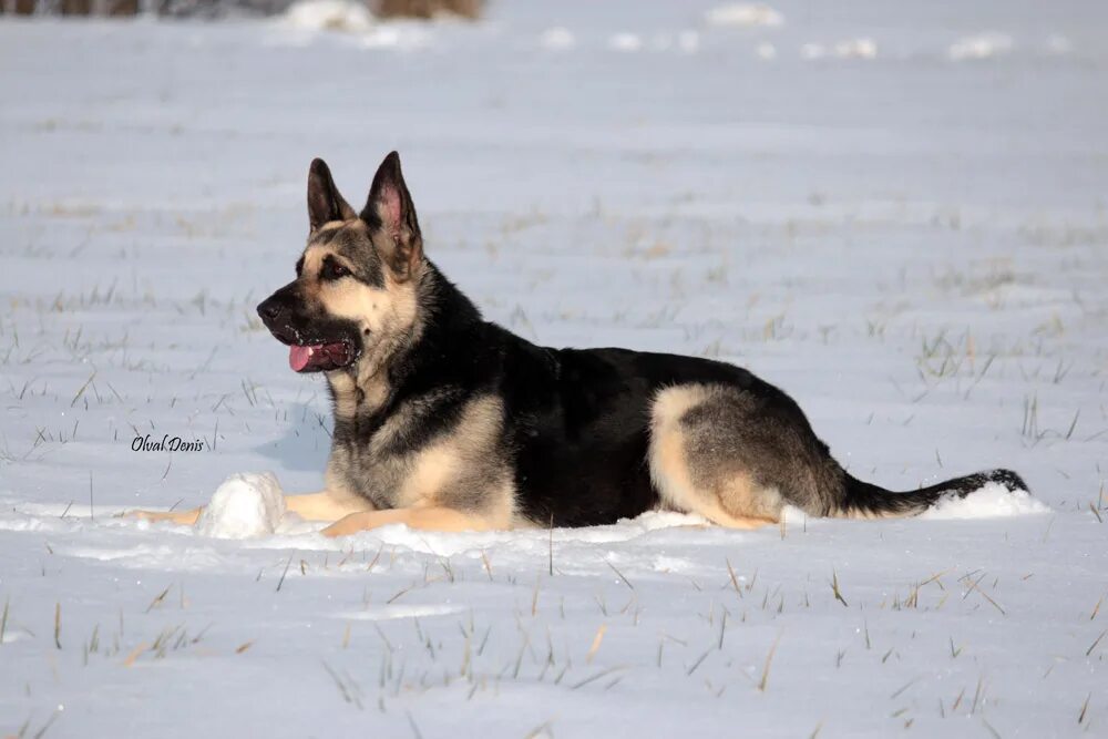 Восточные европейская авчарка. Вео овчарка. Восточно-европейская овчарка. Вео овчарка. Вео овчарка.