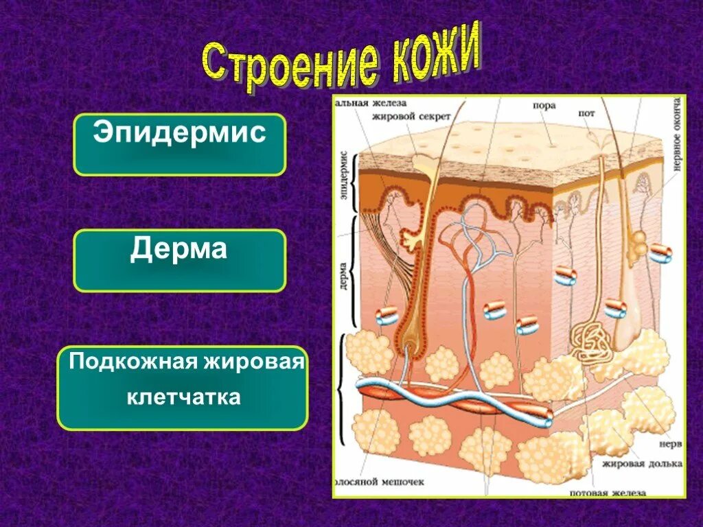 Эпидермис дерма подкожная клетчатка. Строение подкожной клетчатки. Строение подкожной жировой клетчатки. Подкожная клетчатка гиподерма. Клетчатка строение и функции