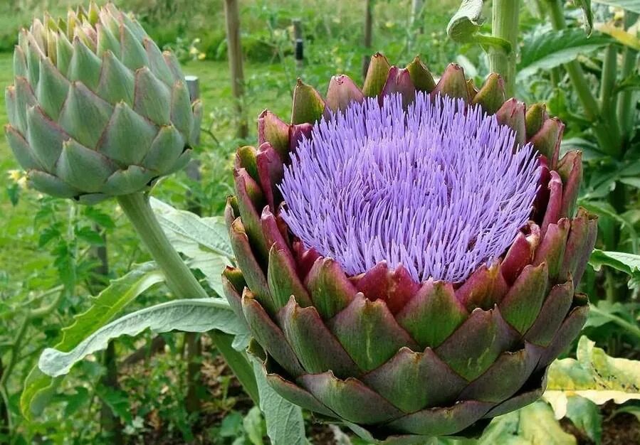 как выглядит артишок. как выглядит артишок. артишок зелень. цветущий артишок. артишок цветет.