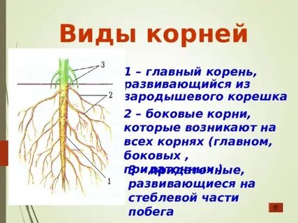 Корень развивающийся из корешка зародыша называют