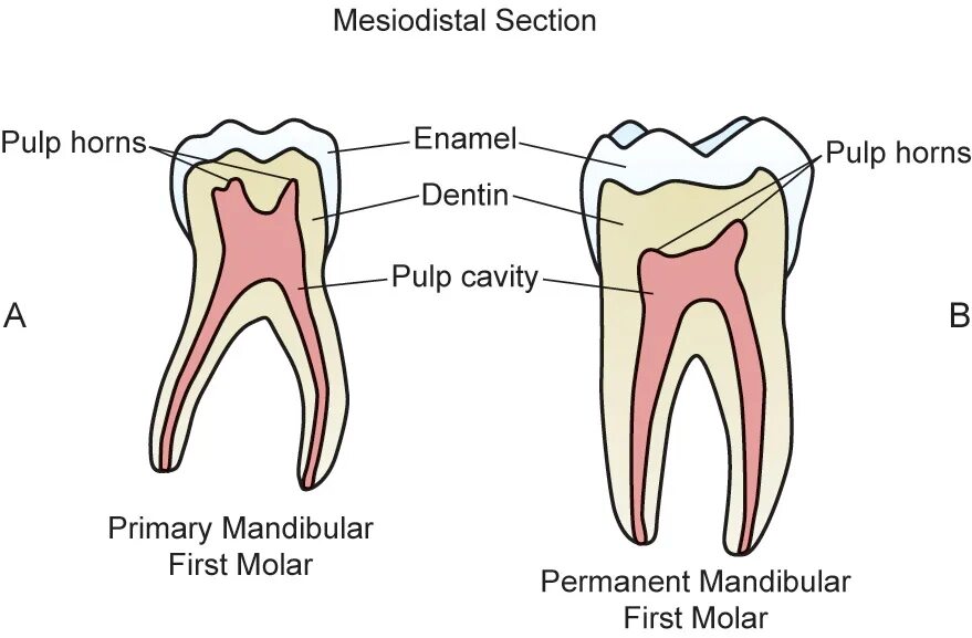 Строение молочного зуба отличие от постоянного. Временные и постоянные зубы сравнение. Различия молочных и постоянных зубов. Строение молочного зуба и коренного.