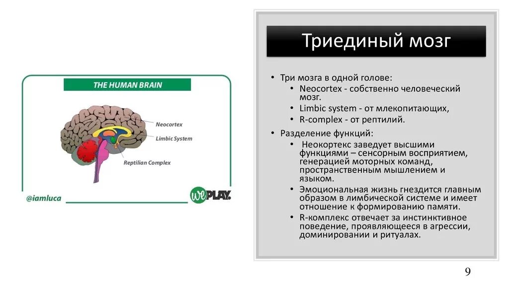 Brain задачи. Рептильный и лимбический мозг. Лимбический мозг и неокортекс. Неокортекс рептильный и лимбическая система. Строение мозга неокортекс.