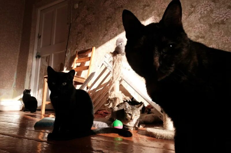 Кошкин дом зоотовары. Кошкин дом ревда. Эмблема кошкин дом. Проф пресс кошкин дом. Домик для кота деревянный уличный.