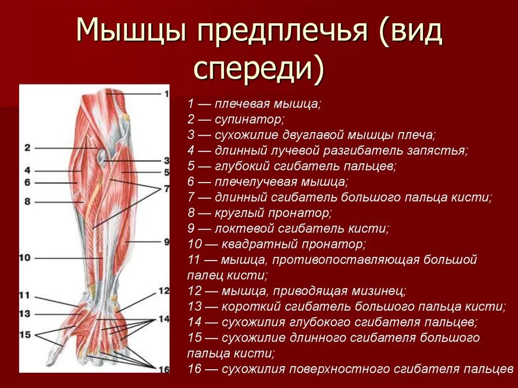 Мышцы предплечья анатомия передняя группа. Мышцы предплечья вид спереди глубокий слой. Топография мышцы предплечья задняя. Топографическая анатомия сухожилий