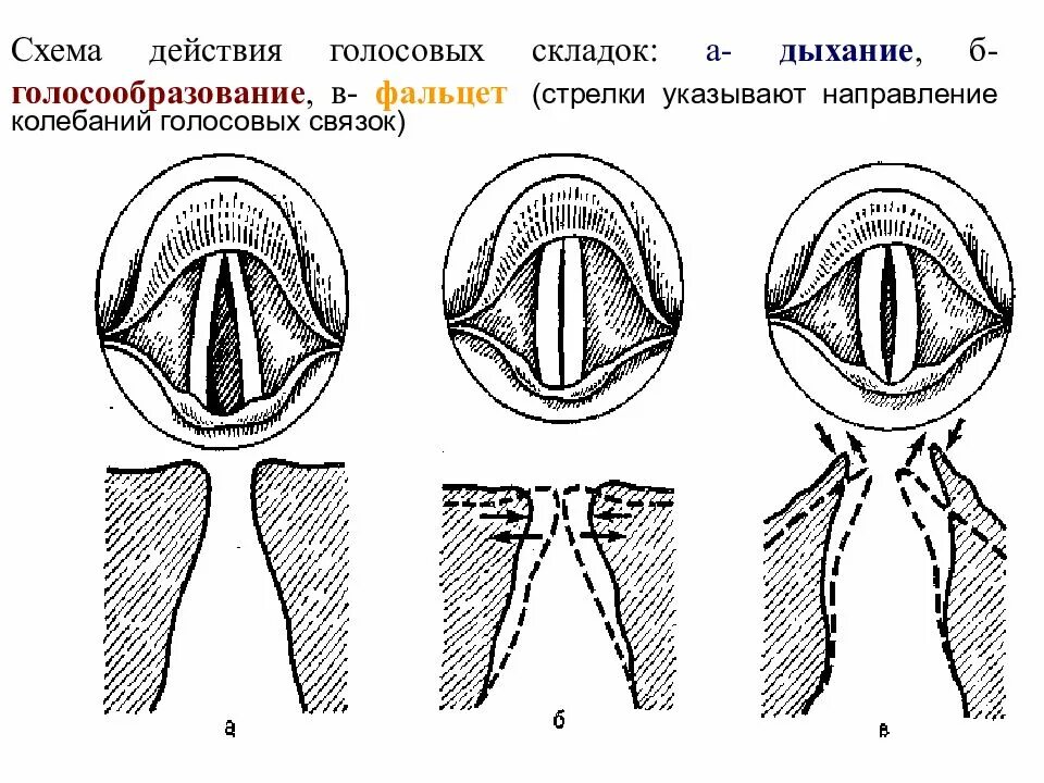 Голосовые связки голосообразование. Типы смыкания голосовых связок. Голосовые связки фальцет. Схема действия голосовых складок.