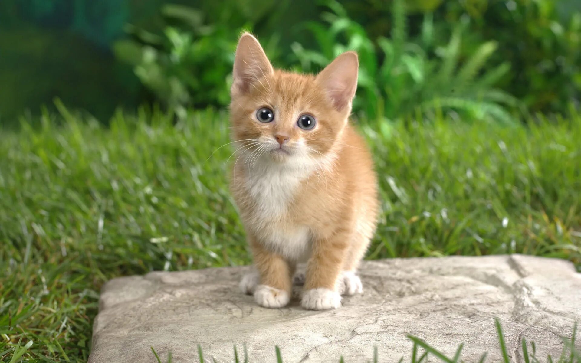 Какие котенки