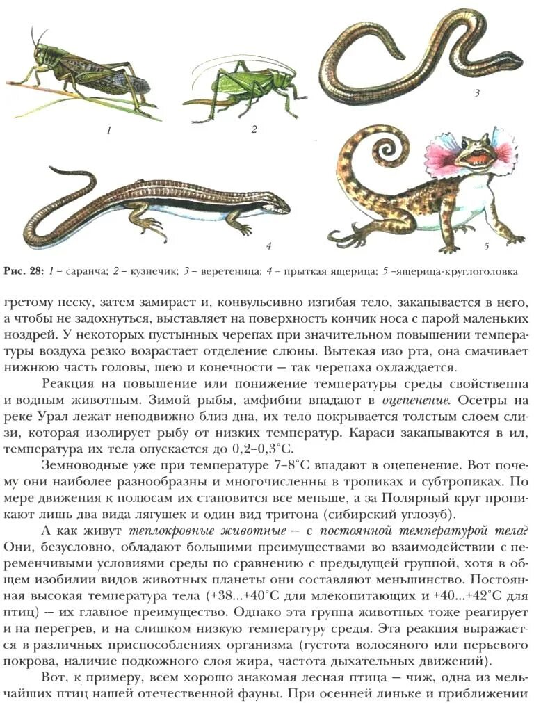 Ящерица постоянная температура. Температура тела ящерицы. Прыткая ящерица Покров тела. Средняя температура тела ящериц. Ящерица высокая температура среды.