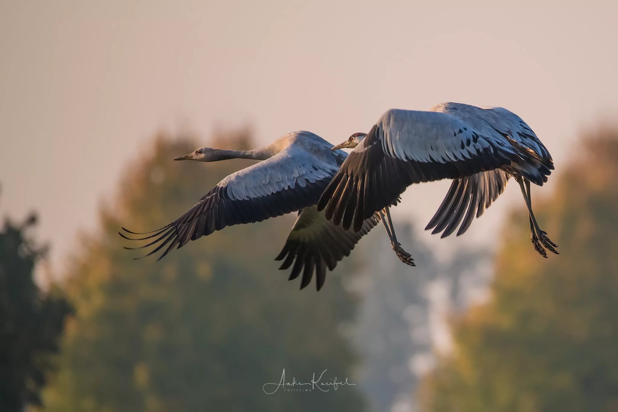 Птицы улетают. Хоук ястреб крылья. Птица в полёте кости. Птицы летают. Полет птицы дата выхода.